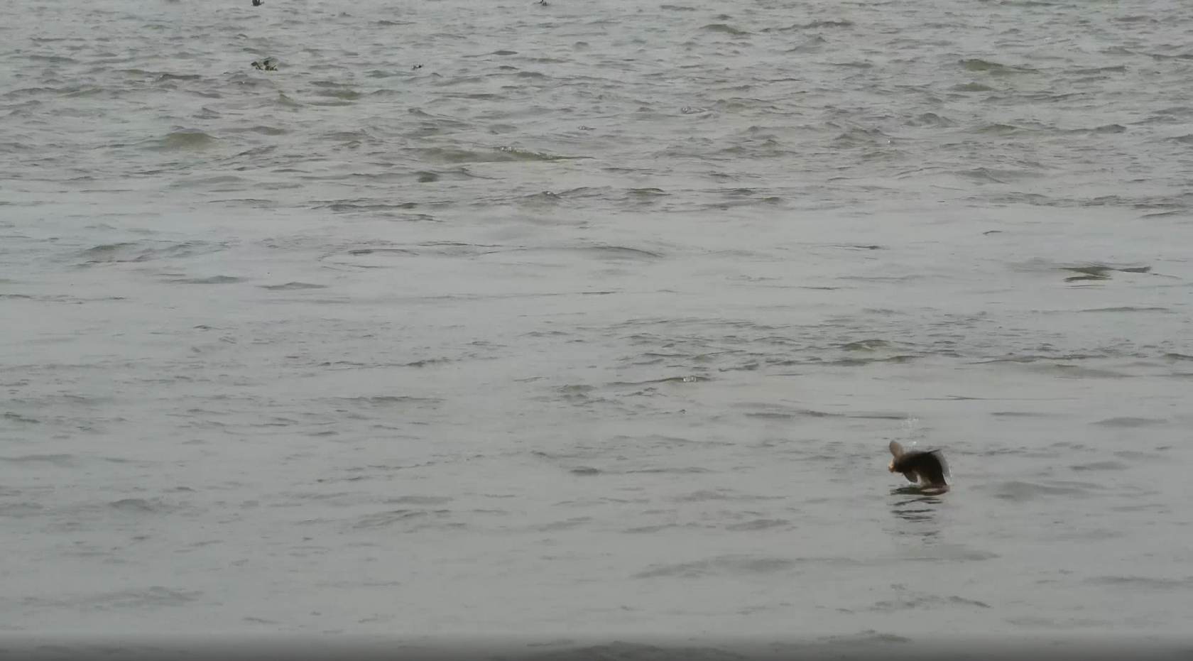 1603712600388146.jpg 魚--小鯉魚.jpg